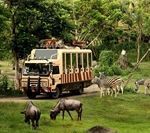 Safari With Your Family? Jungle Hopper Package