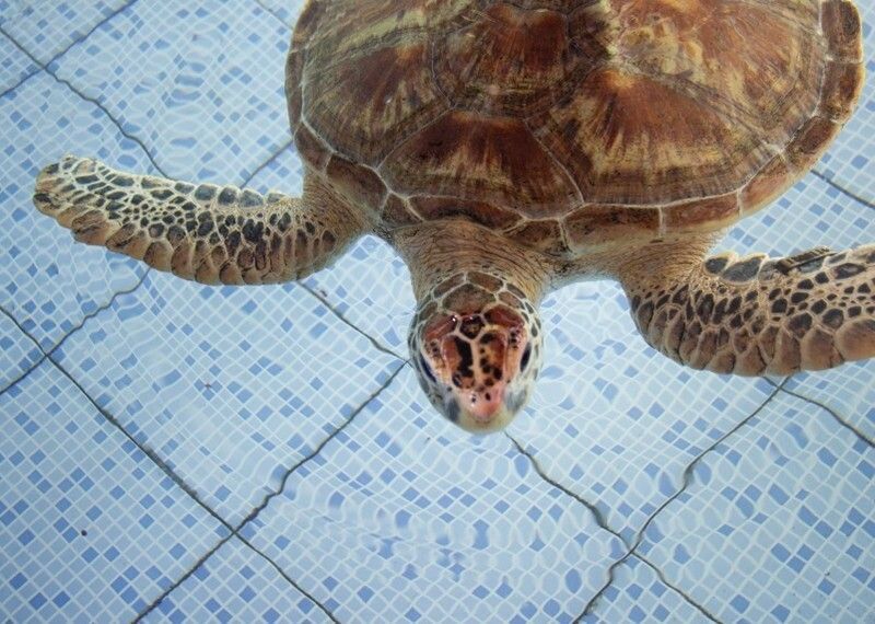 Sunny Days & Happy Kids: Experience Family Time in Sanur